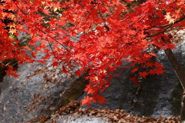 Năm 2022, 3 con giáp không có gì phải hối tiếc, tình tiền viên mãn, cuộc sống thoải mái, dễ chịu-2