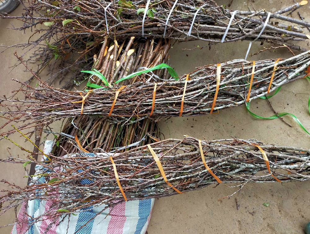 Rầm rộ trào lưu ‘chờ củi nở hoa’, dân buôn chốt đơn mỏi tay-2