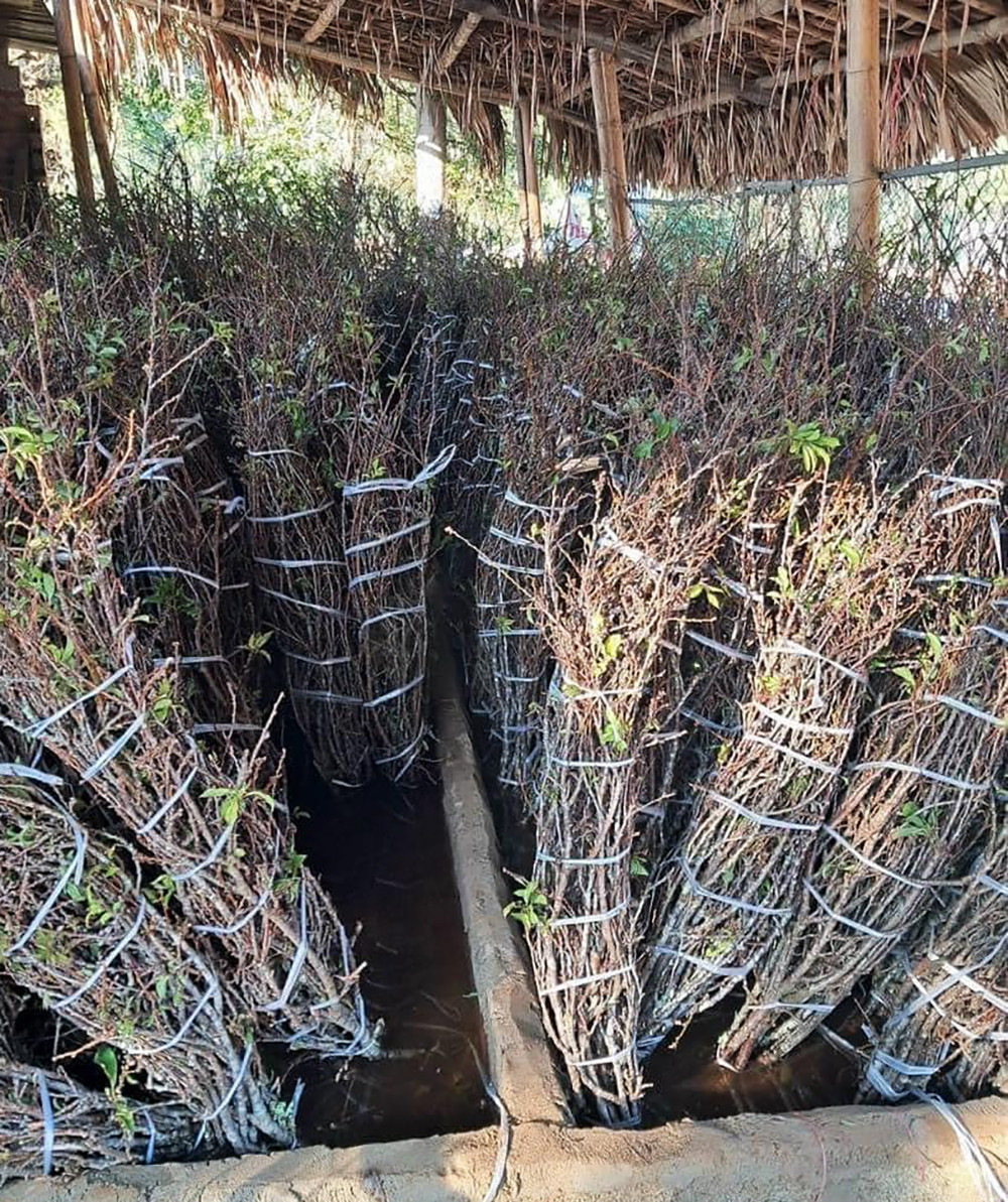 Rầm rộ trào lưu ‘chờ củi nở hoa’, dân buôn chốt đơn mỏi tay-3