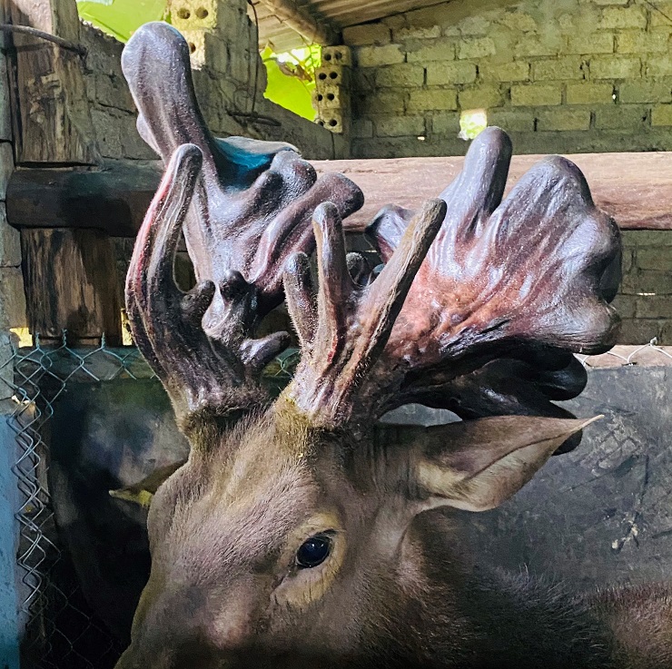 Cận cảnh cặp nhung nai khủng” nhất Việt Nam được bán với giá hàng trăm triệu đồng-1