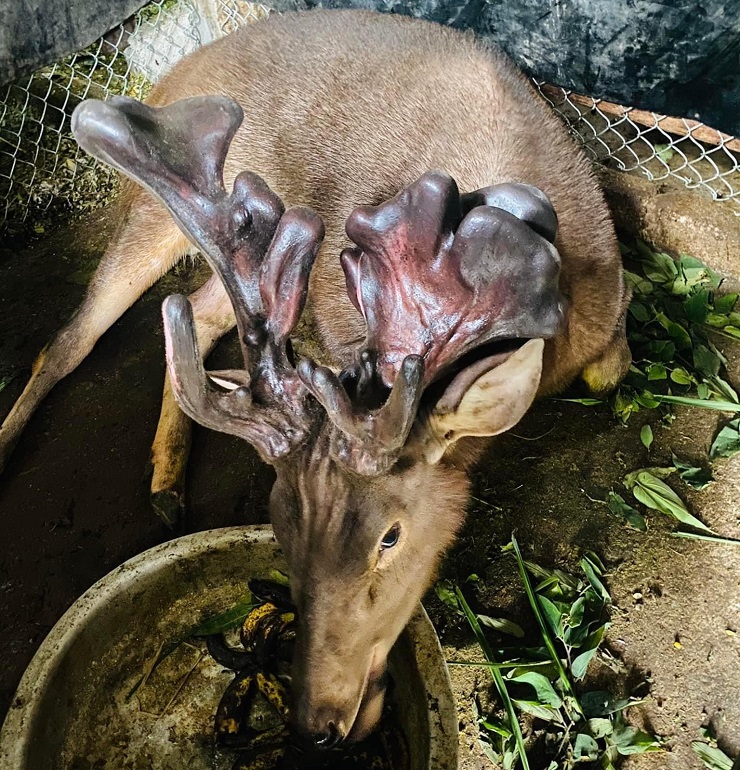 Cận cảnh cặp nhung nai khủng” nhất Việt Nam được bán với giá hàng trăm triệu đồng-3