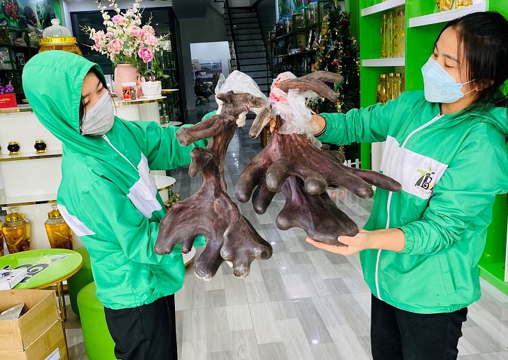 Cận cảnh cặp nhung nai khủng” nhất Việt Nam được bán với giá hàng trăm triệu đồng-6