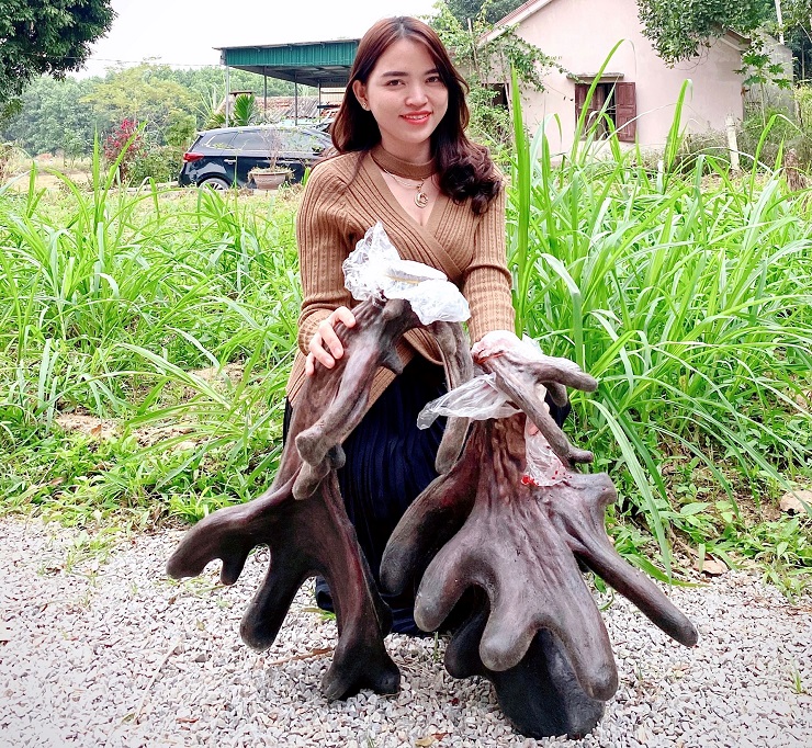 Cận cảnh cặp nhung nai khủng” nhất Việt Nam được bán với giá hàng trăm triệu đồng-7