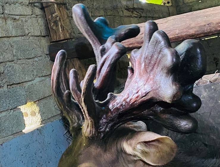 Cận cảnh cặp nhung nai khủng” nhất Việt Nam được bán với giá hàng trăm triệu đồng-9