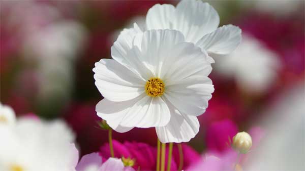 Tuần mới từ ngày 19/12, 3 con giáp có tài lộc nở rộ, phú quý đầy tay-2