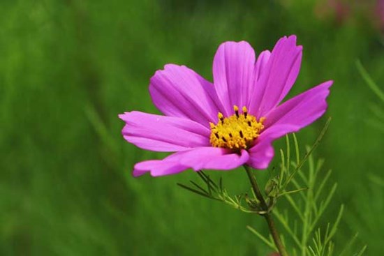 Tuần mới từ ngày 19/12, 3 con giáp có tài lộc nở rộ, phú quý đầy tay