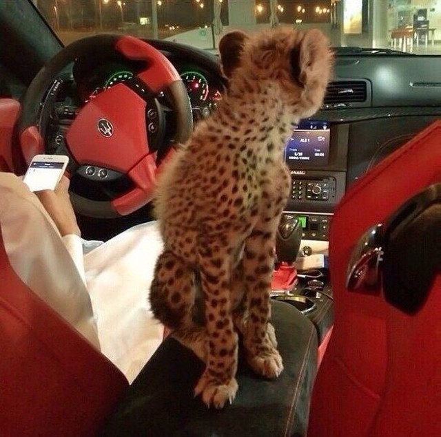 Cuộc sống của những người sinh ra đã ở vạch đích: Hội ‘rich kid’ Dubai vung tiền tận hưởng cuộc đời giàu sang phú quý như thế nào?-9