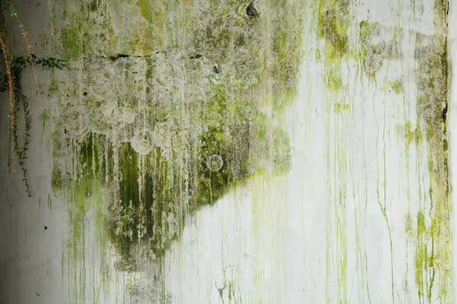 3 loại nấm mốc có thể xuất hiện trong nhà khiến bạn mắc bệnh-4