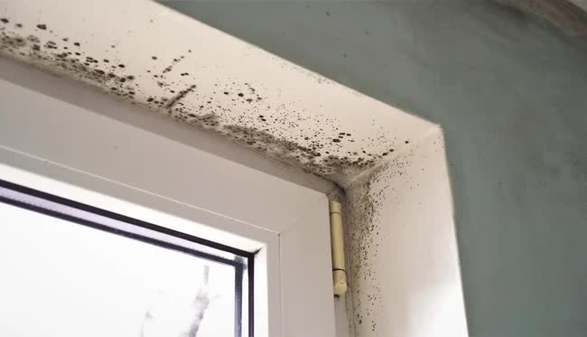3 loại nấm mốc có thể xuất hiện trong nhà khiến bạn mắc bệnh-3