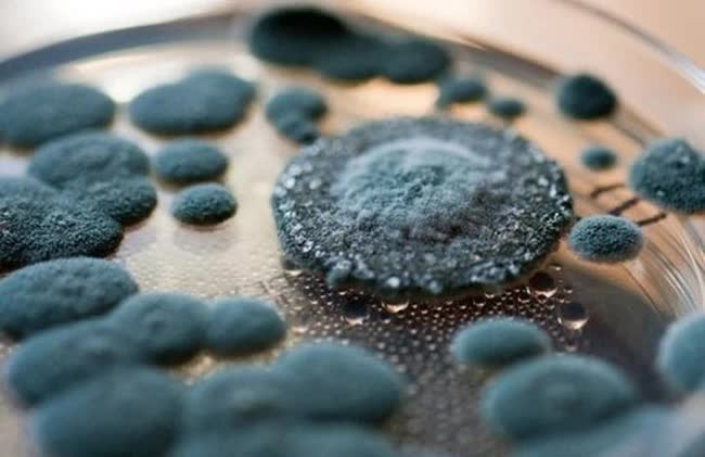 3 loại nấm mốc có thể xuất hiện trong nhà khiến bạn mắc bệnh-1