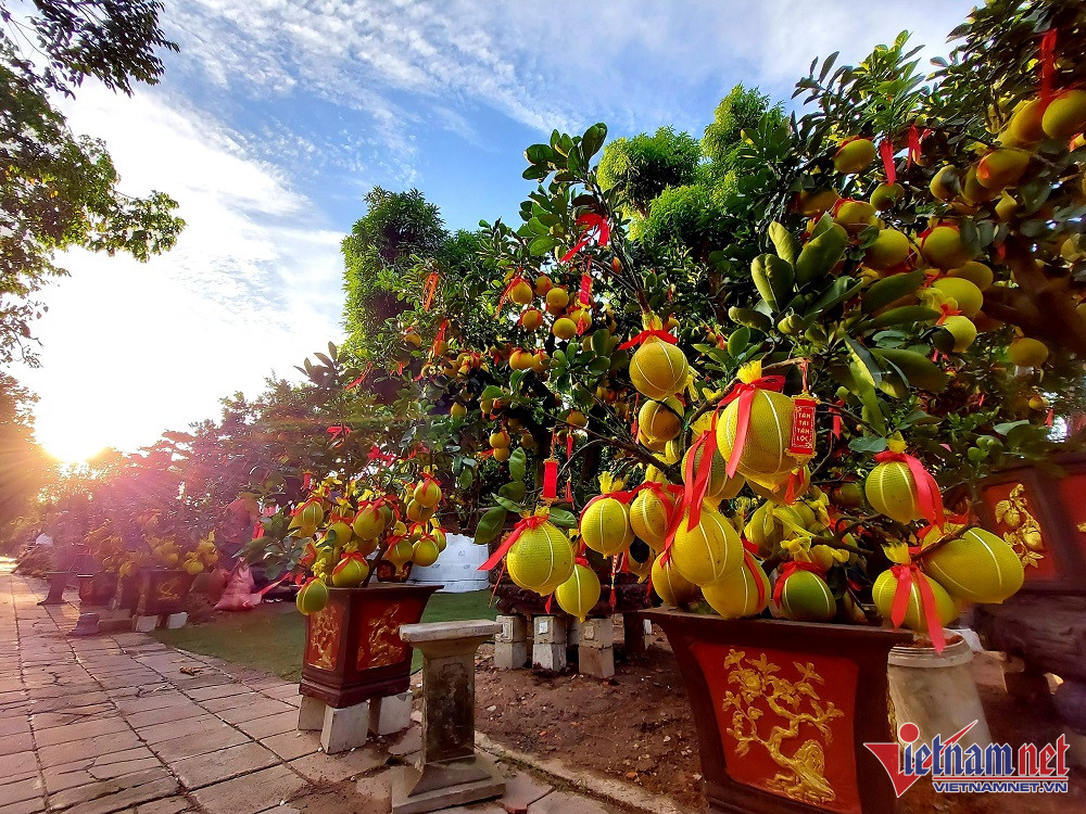Bưởi Diễn sai trĩu quả, giá 75 triệu/cây chào Tết Nguyên đán-1