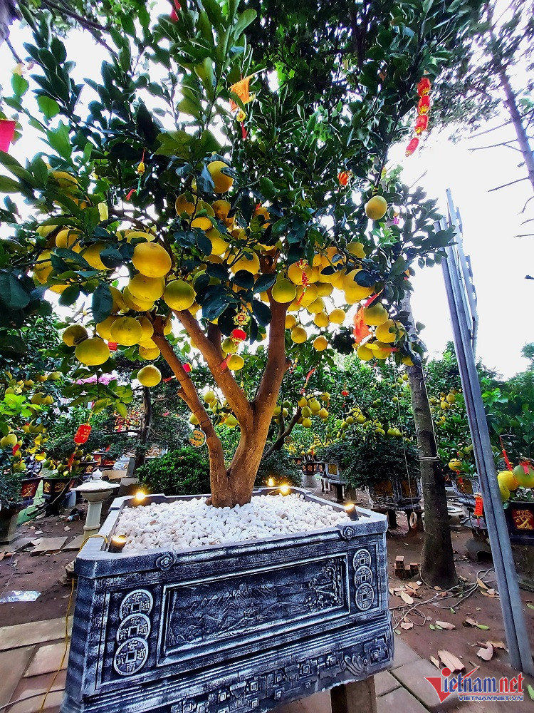 Bưởi Diễn sai trĩu quả, giá 75 triệu/cây chào Tết Nguyên đán-3