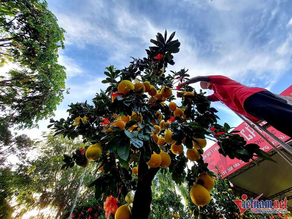 Bưởi Diễn sai trĩu quả, giá 75 triệu/cây chào Tết Nguyên đán-4