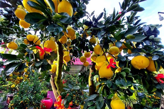 Bưởi Diễn sai trĩu quả, giá 75 triệu/cây chào Tết Nguyên đán