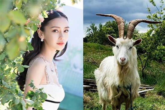 Tháng giêng năm Quý Mão: Ba con giáp đố ai đỏ bằng, vàng đầy ụ