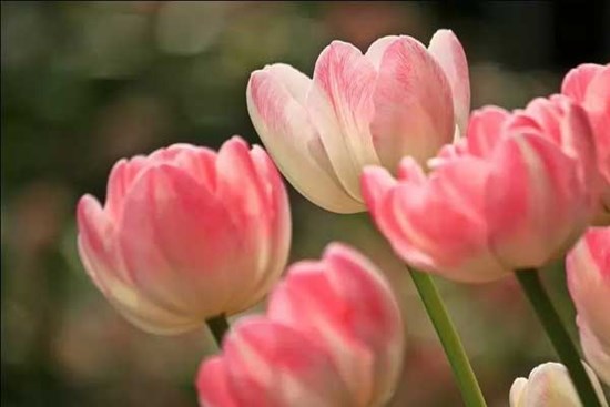 3 con giáp lắm phúc nhiều lộc, bước sang năm 2023 tiền về đầy túi