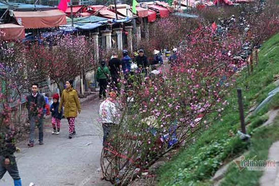 Cành lộc độc, lạ đêm giao thừa và bài học nhớ đời