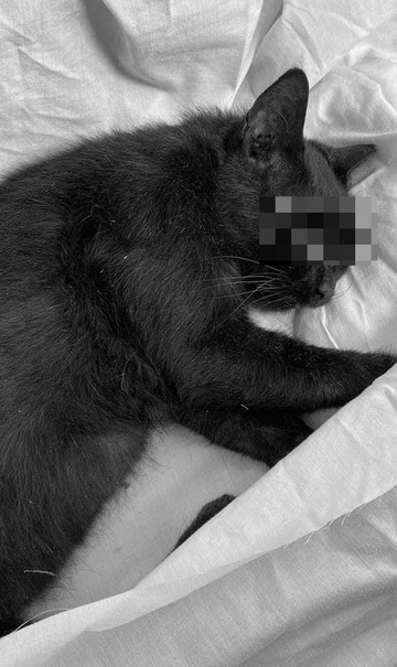 Bé trai Singapore ném mèo từ tầng 22 xuống đất gây bức xúc-2