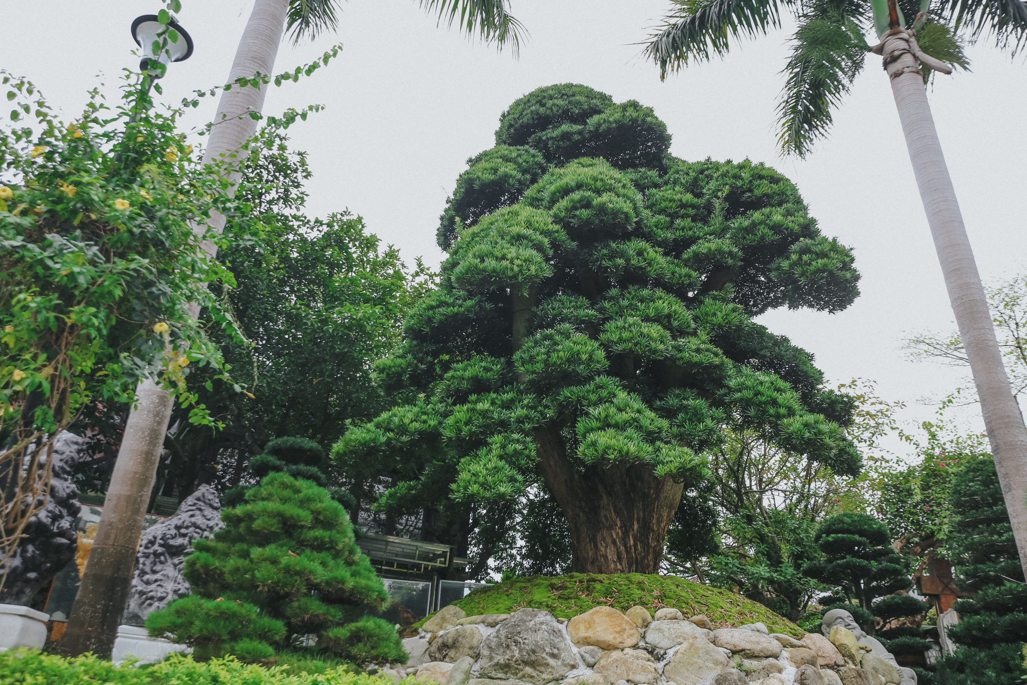 Phó chủ tịch FPT sở hữu biệt thự khủng được phủ kín bằng tùng Nhật và đá quý-6