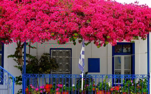 Hoa giấy chỉ tưới nước lã chưa đủ: Hòa thêm thứ này vào không vàng lá, hoa bung lụa rực rỡ quanh năm-1