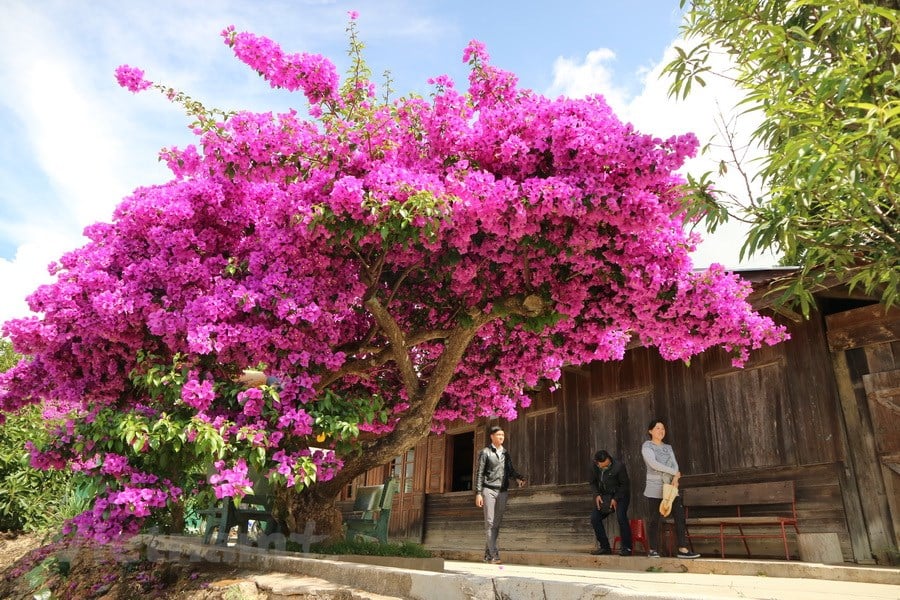 Hoa giấy chỉ tưới nước lã chưa đủ: Hòa thêm thứ này vào không vàng lá, hoa bung lụa rực rỡ quanh năm-2
