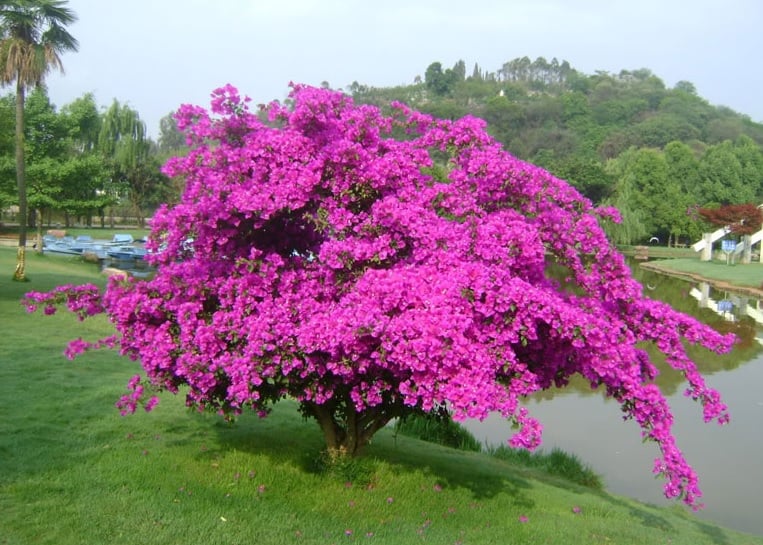 Hoa giấy chỉ tưới nước lã chưa đủ: Hòa thêm thứ này vào không vàng lá, hoa bung lụa rực rỡ quanh năm-3