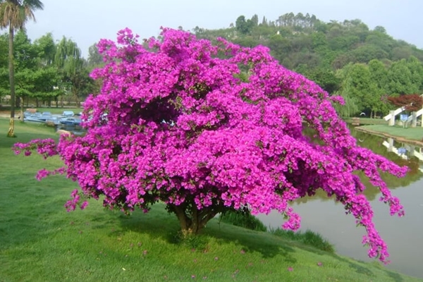 Tết đến xuân về, trồng cây cảnh phát tài - phát lộc này, tài lộc nhiều như thác đổ, tiền về chật két-4