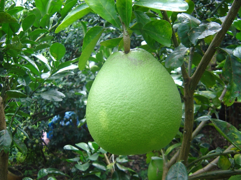 Nhớ mẹo này khi chọn trái cây bày mâm ngũ quả đảm bảo xịn xò, mâm lễ tươi đẹp được tổ tiên ban phước lành-2