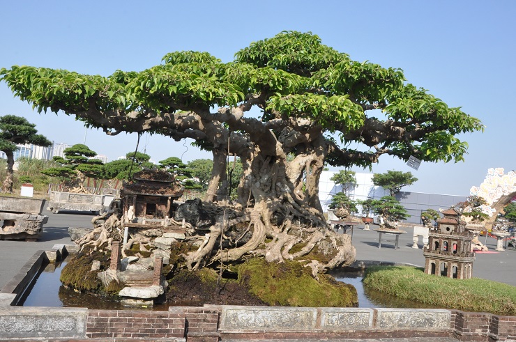 Cây sanh cổ hơn 100 năm tuổi, được trả gần 15 tỷ đồng chủ vẫn không bán-1