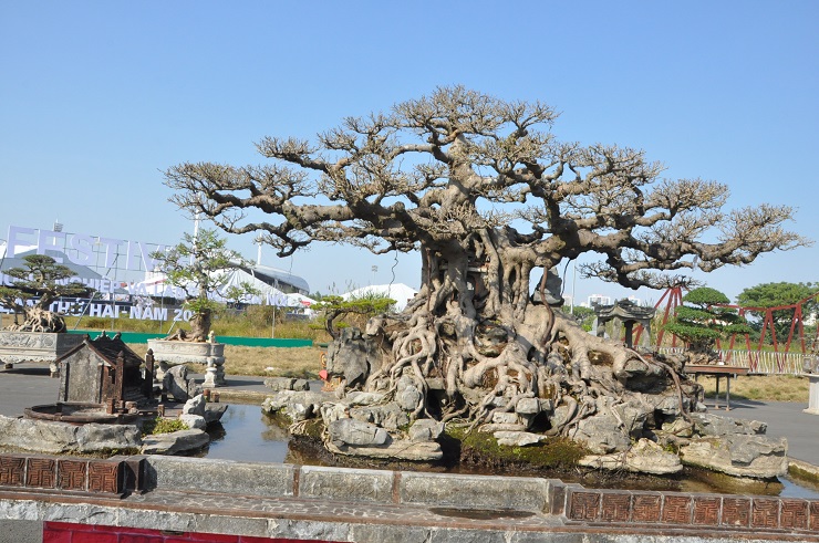 Cây sanh cổ hơn 100 năm tuổi, được trả gần 15 tỷ đồng chủ vẫn không bán-6