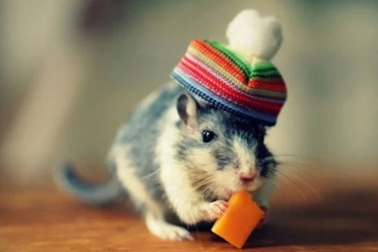 Đúng 1/1/2023: 3 con giáp rũ sạch vận xui, gánh lộc về nhà, tiền tài no đủ