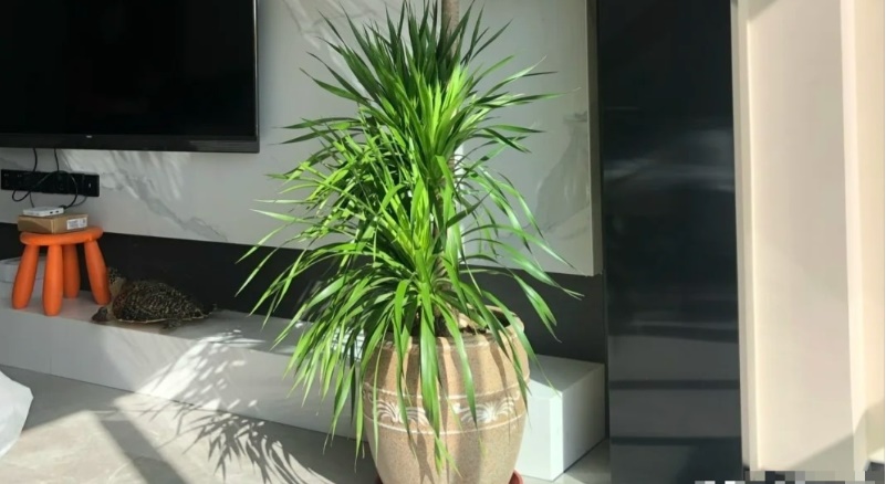 Tết đến xuân về, trồng cây cảnh phát tài - phát lộc này, tài lộc nhiều như thác đổ, tiền về chật két-1