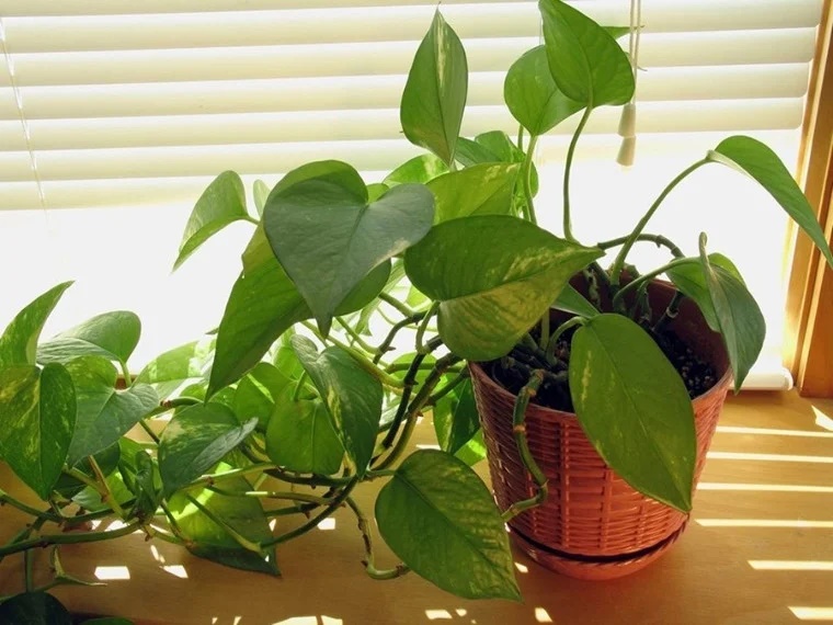 Tết đến xuân về, trồng cây cảnh phát tài - phát lộc này, tài lộc nhiều như thác đổ, tiền về chật két-3