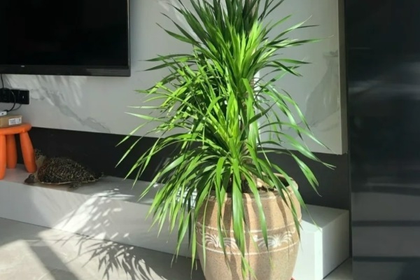 Làm 3 việc này, cây lưỡi hổ khó ra hoa đến mấy cũng trổ bông trắng muốt, rước lộc về nhà-4