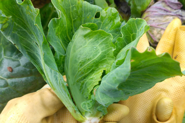 Loại rau đặc sản miền núi xuống phố, dân buôn ngày bán cả tạ-3