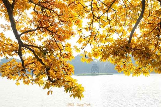 Cây mõ Hồ Gươm thay màu rực rỡ, đẹp tựa 'trời Âu thu nhỏ giữa Thủ đô'