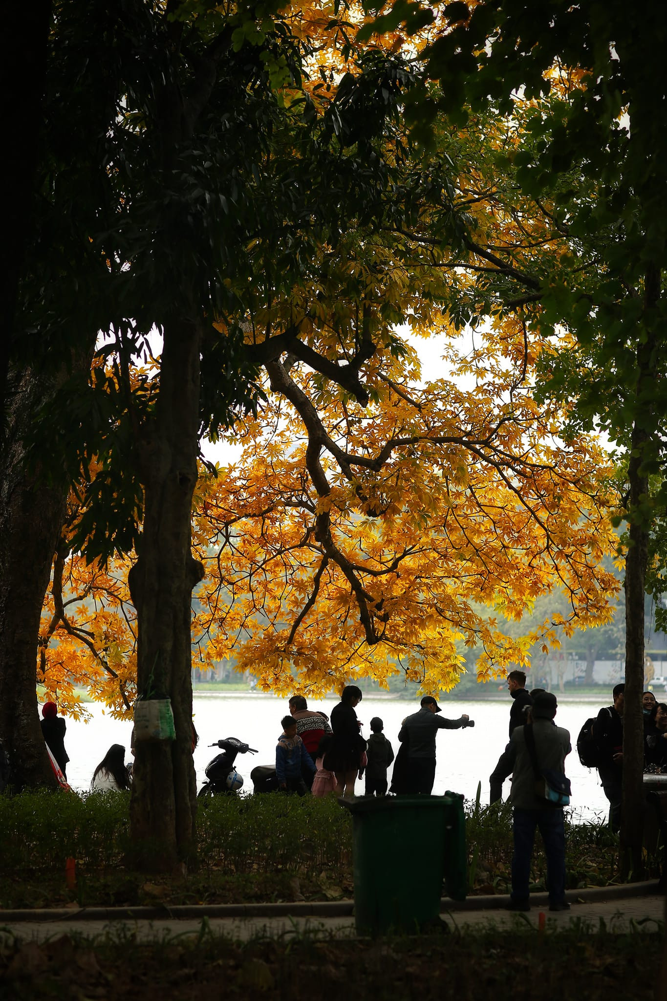 Cây mõ Hồ Gươm thay màu rực rỡ, đẹp tựa trời Âu thu nhỏ giữa Thủ đô-6