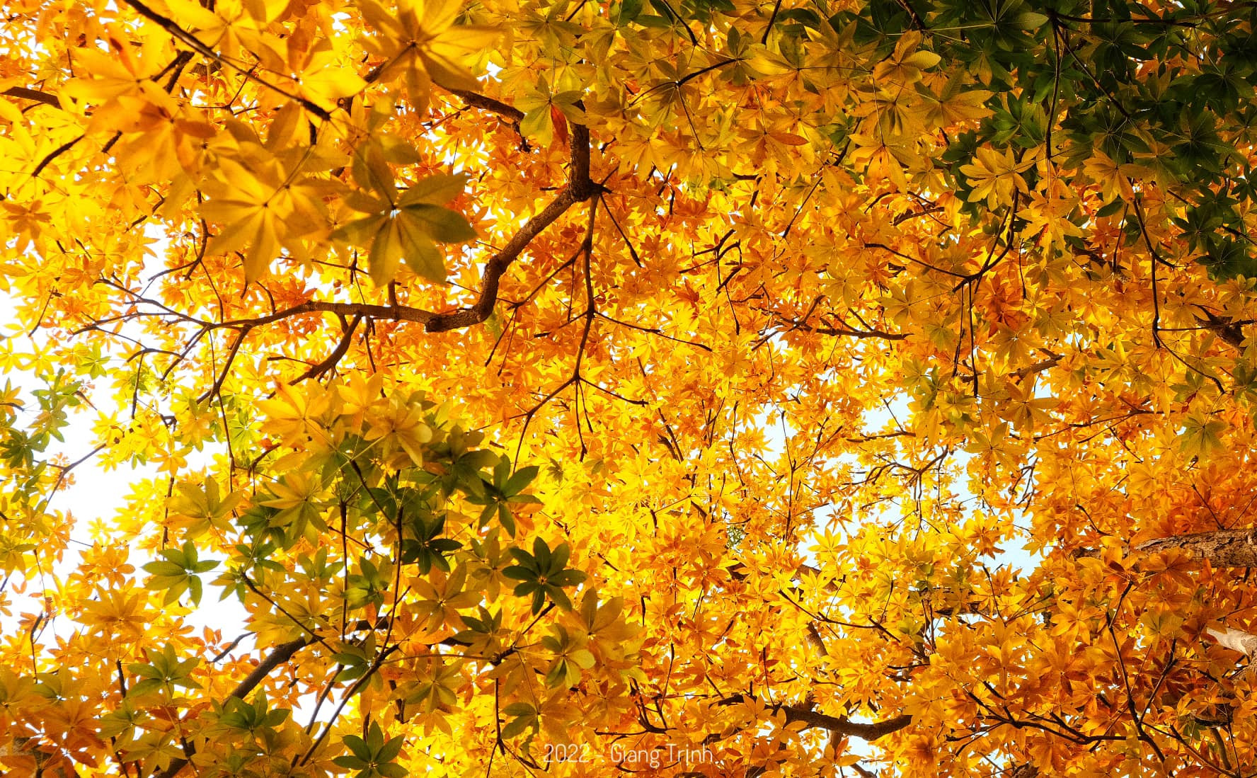 Cây mõ Hồ Gươm thay màu rực rỡ, đẹp tựa trời Âu thu nhỏ giữa Thủ đô-2