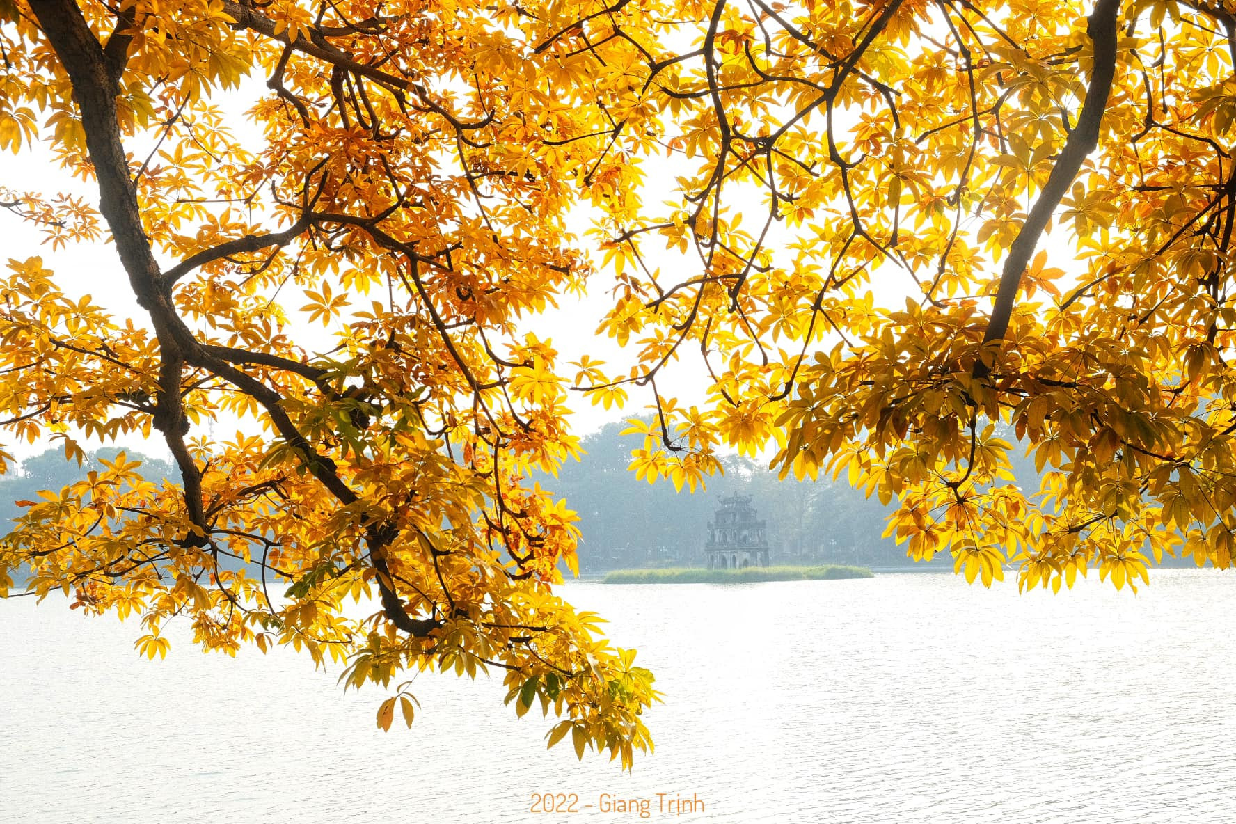 Cây mõ Hồ Gươm thay màu rực rỡ, đẹp tựa trời Âu thu nhỏ giữa Thủ đô-1