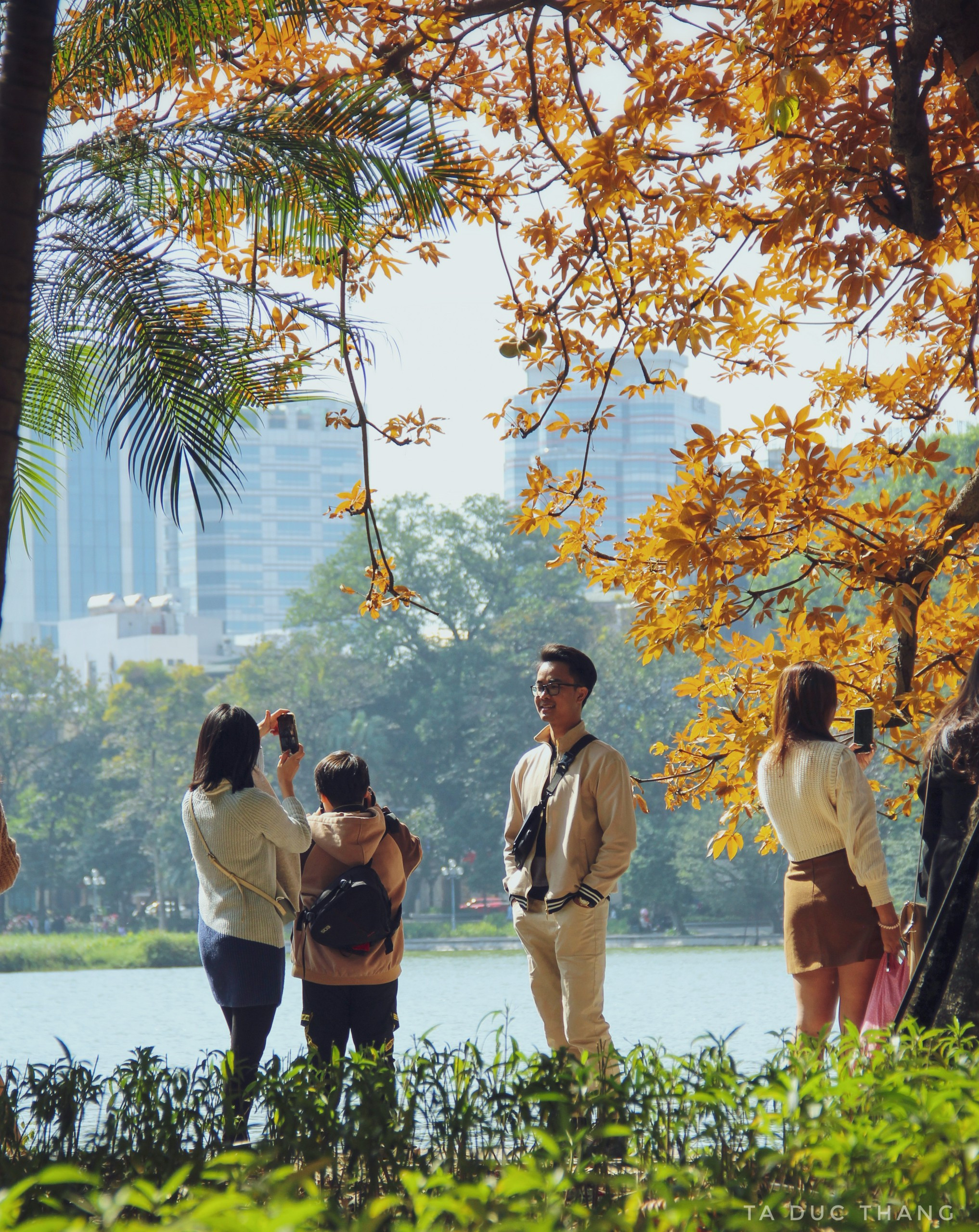 Cây mõ Hồ Gươm thay màu rực rỡ, đẹp tựa trời Âu thu nhỏ giữa Thủ đô-9