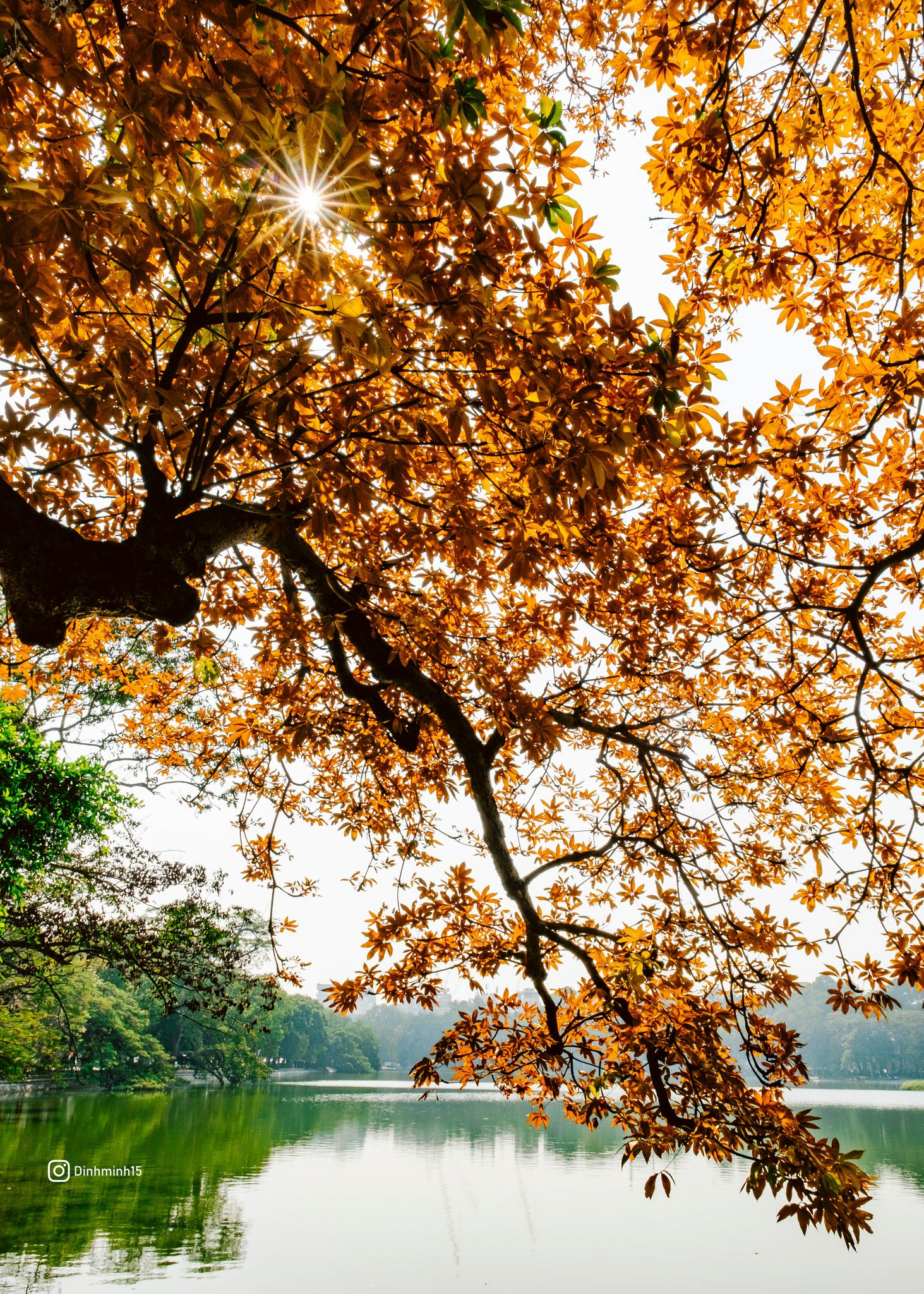 Cây mõ Hồ Gươm thay màu rực rỡ, đẹp tựa trời Âu thu nhỏ giữa Thủ đô-4