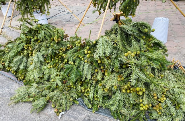 Cành thông tươi trĩu quả, giá siêu rẻ tràn ngập vỉa hè Hà Nội-1