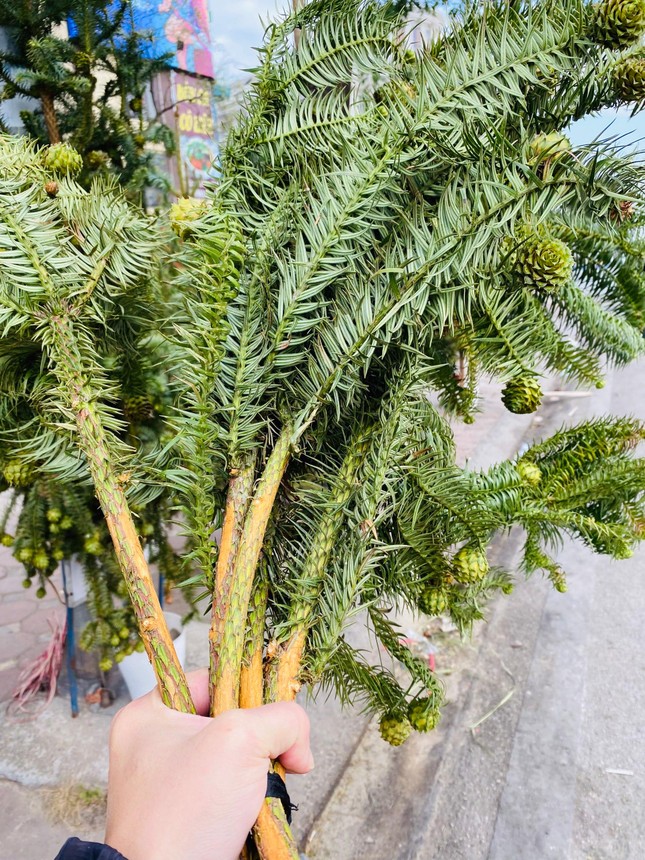 Cành thông tươi trĩu quả, giá siêu rẻ tràn ngập vỉa hè Hà Nội-2
