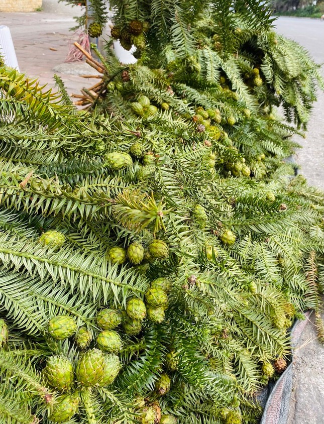 Cành thông tươi trĩu quả, giá siêu rẻ tràn ngập vỉa hè Hà Nội-3