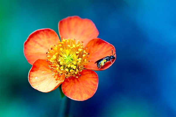 3 con giáp không biết quản tiền bạc, làm ăn lớn nhưng khó giữ được tiền-4