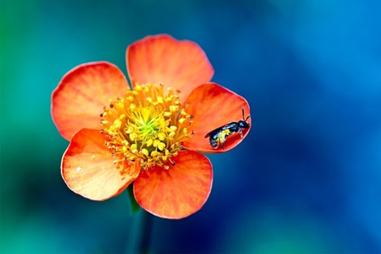 Tử vi ngày 22/12/2022: Tuổi Thìn tâm điểm đám đông, tuổi Hợi bước tiến sự nghiệp