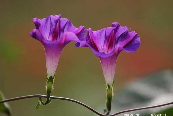 Nóng tính nhưng tốt bụng, 3 con giáp có tương lai đủ đầy, sung túc-2