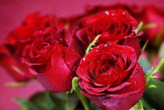 Nóng tính nhưng tốt bụng, 3 con giáp có tương lai đủ đầy, sung túc