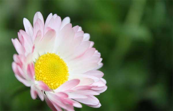 Nóng tính nhưng tốt bụng, 3 con giáp có tương lai đủ đầy, sung túc-3