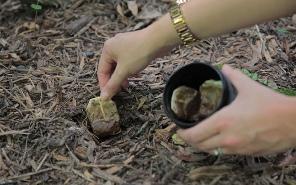 Trà túi lọc dùng xong đừng vội bỏ đi, chúng vẫn rất hữu ích nếu bạn biết 7 mẹo này-1